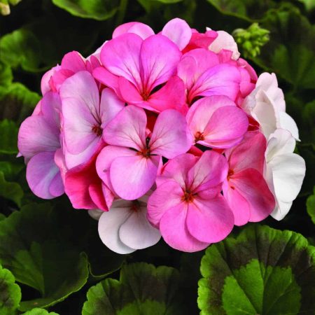 Geranium_Pinto-Premium-White-to-Rose-F1-AAS2013-Leaf