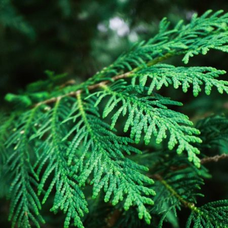 cedar-branch.jpg-03022022-1024x683